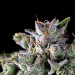 Gorila 7 u. Reg. Pyramid Seeds