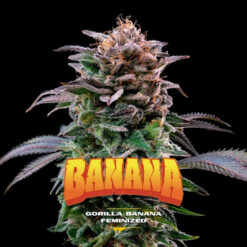 Gorilla Banana   fem BSF Seeds