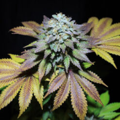 Gorilla Cookies  fem Pure Instinto