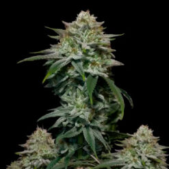 Gorilla Cookies Fast Flowering fem. FastBuds Seeds