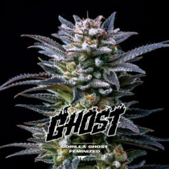 Gorilla Ghost  fem BSF Seeds