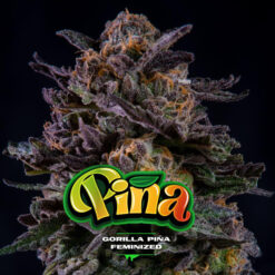 Gorilla Piña  fem BSF Seeds