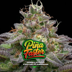 Gorilla Piña Faster Flowering  BSF Seeds