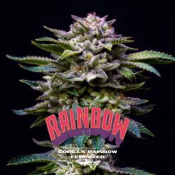 Gorilla Rainbow   fem BSF Seeds