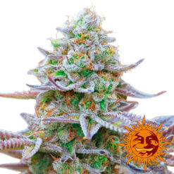 Gorilla Zkittlez 25 u. fem Barney´s