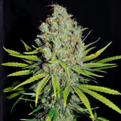 Grape Stomper 10 u. fem Empire Seeds