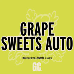 Grape Sweets Auto  5 u.  Grand Cru Genetics
