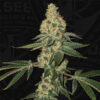 Green Candy Apple 2 u. fem. 710 Limited Pack T.H. Seeds
