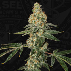 Green Candy Apple 2 u. fem. 710 Limited Pack T.H. Seeds