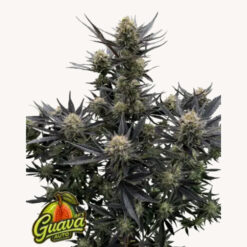 Guava Auto RF3