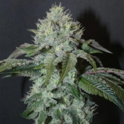 Guaya Burger   Bask Triangle Farms