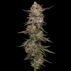 Guzzlerz fem Humboldt Seeds Company