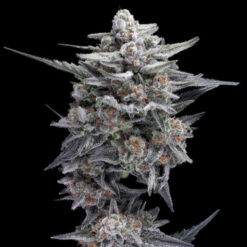 HG23 - Michael Jordan  3 u. fem. DNA Genetics