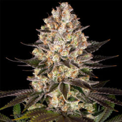 Hindu Kush