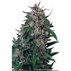 Holland's Hope fem. Dutch Passion