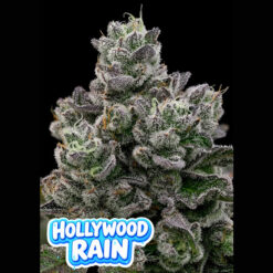 Hollywood Rain  fem Anesia