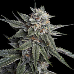 Holy Grail Kush  3 u. fem. DNA Genetics