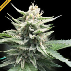 Honey Banana  3 u. fem. DNA Genetics