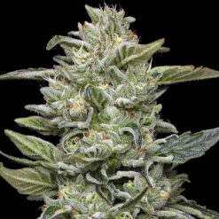 Honey Bear   fem Humboldt Seeds Company
