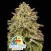Iced Lemon Watermelon   fem Anesia