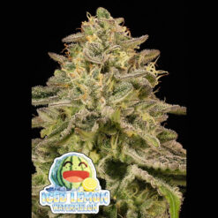 Iced Lemon Watermelon   fem Anesia