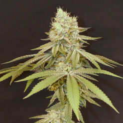 Izozki Boom   Bask Triangle Farms