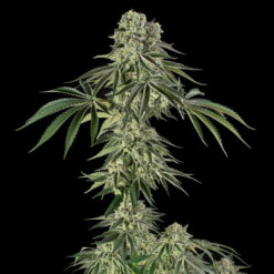 Jamaican Mountain   by Julian Marley