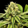 Jamon & Melon 3 u. fem Gratefull Seeds