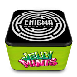 Jelly Mints  fem Enigma Genetics