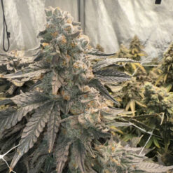 Johnny 4 Scoops  Elev8 Seeds