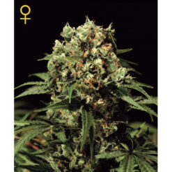 Kalashnikova  3 u. fem. Green House