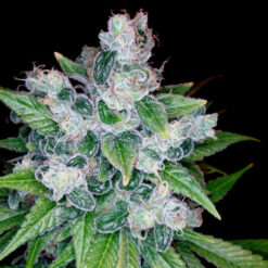Kandy Kush  3 u. fem. DNA Genetics