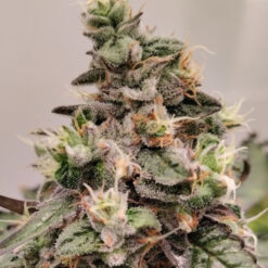 Kashmir   5 u. Regular Ace Seeds
