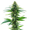 Khalifa Kush 3 u. fem. Blimburn Seeds