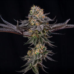 King of Kings   by Julian Marley