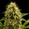Kinky Pam 5 u. fem Gratefull Seeds