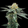 Kosher Cookies  3 u. fem. DNA Genetics
