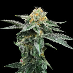 Kosher Cookies  3 u. fem. DNA Genetics