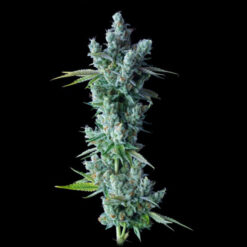 Kosher Dawg  3 u. fem. DNA Genetics