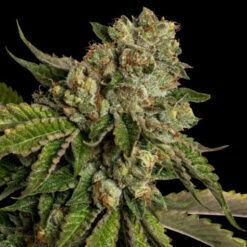 Kosher Kush  3 u. fem. DNA Genetics