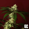 Kosher Kush BX  Grand Cru Genetics