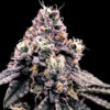 Kosher Pie  3 u. fem. DNA Genetics