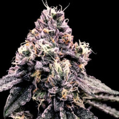 Kosher Pie  3 u. fem. DNA Genetics