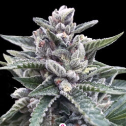 Kosher Sorbet  3 u. fem. DNA Genetics