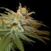 Kushberry  3 u. fem. DNA Genetics
