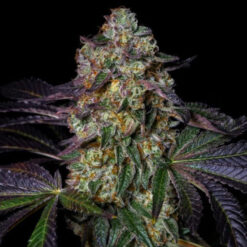 Kushmallow  fem Pure Instinto