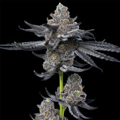 LFG   Barney's x Dr. Greenthumb