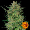LSD 25 u. fem Barney´s