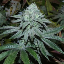 Lamia   Bask Triangle Farms