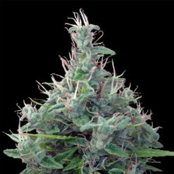 Lebanese   5 u. Regular Ace Seeds